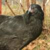 Black Australorp