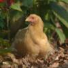 Buff Orpington